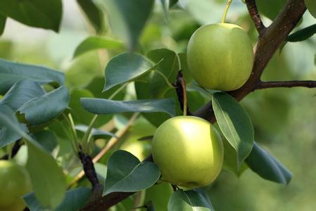 东方红桔品种来源 苹果梨 苹果梨-简介，苹果梨-品种来源