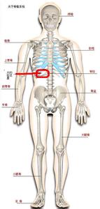 右肋骨下隐痛的原因 右侧肋骨下隐痛是怎么回事
