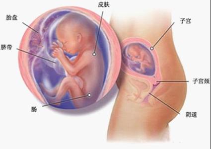 怀孕五个月胎儿图视频 怀孕五个月胎儿图