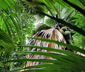 椰子树的外形特征 椰子 椰子-椰子简介，椰子-形态特征