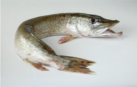 抗生素的分类及简介 梭子鱼 梭子鱼-简介，梭子鱼-科学分类