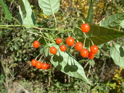 番茄的特征 野海茄 野海茄-植物特征，野海茄-分布情况