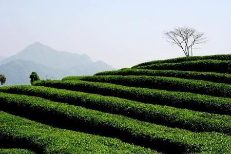 黄山毛峰产地是哪里 铁观音产地是哪里