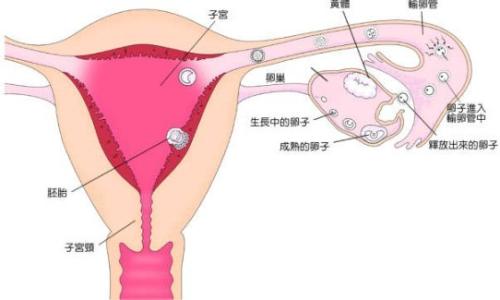 妊娠期月经 妊娠期 妊娠期-妊娠月经，妊娠期-怀孕不从受孕时间算