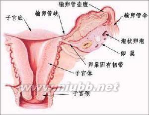 南宁输卵管堵塞病因 输卵管畸形 输卵管畸形-概述，输卵管畸形-病理病因