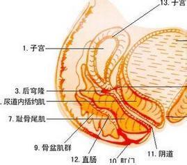 糖尿病病因和发病机制 子宫内翻 子宫内翻-病因，子宫内翻-发病机制