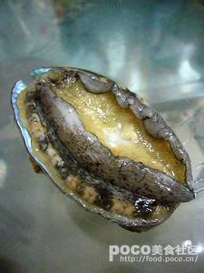 石鳖 石鳖 石鳖-简介，石鳖-品种