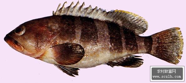 形态特征 石斑鱼 石斑鱼-简介，石斑鱼-形态特征