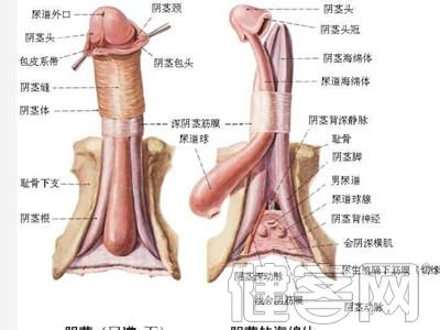 青春期女孩的教育 青春期女孩有哪样的性心理