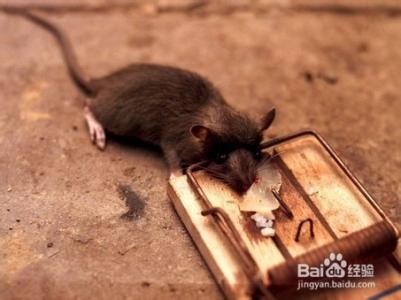 家里有小老鼠意味着 教你如何赶走家里的老鼠