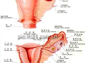 重度宫颈糜烂临床表现 宫颈外翻 宫颈外翻-病因，宫颈外翻-临床表现