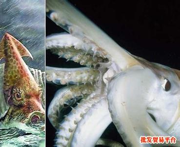 福岛惊现巨型生蚝 日本惊现巨型乌贼 乌贼怎么做营养又美味（3）