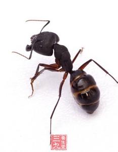 海关截获活体蚂蚁 宠物大蚂蚁长1厘米被截获 蚂蚁的养生功效