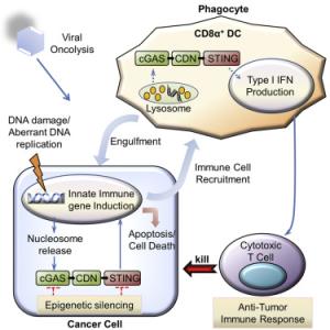 cell rep Cell Rep发表癌症致命复发的关键蛋白研究