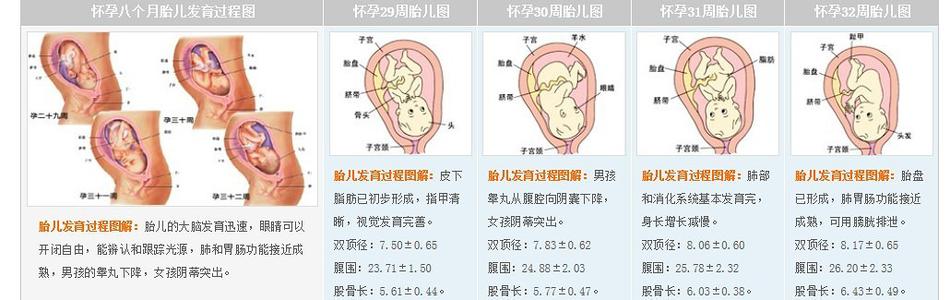 怀孕胎儿发育过程图 怀孕过程 怀孕胎儿发育三大过程