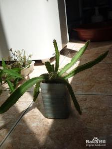 室内种植的大型观赏树 如何种植观赏型火龙果？