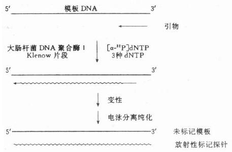 寡核苷酸探针 寡核苷酸探针 寡核苷酸探针-种类，寡核苷酸探针-非放射性标记