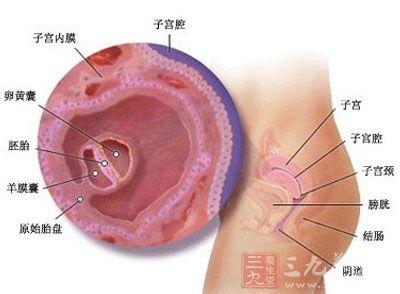 怀孕两个月胎儿有多大 怀孕两个月胎儿有多大 2个月胎儿发育状况