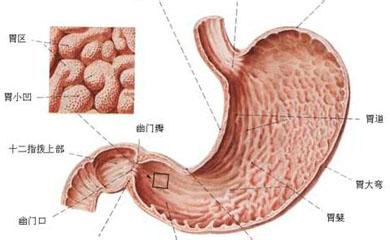 慢性萎缩性胃炎症状 慢性萎缩性胃炎的病因 慢性萎缩性胃炎的症状