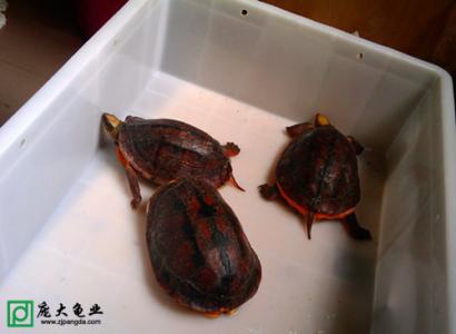 石金钱龟的饲养方法 浅谈金钱龟的饲养