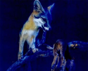 穿山甲栖息地环境图片 灰狐 灰狐-外形特征，灰狐-栖息环境