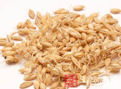 生麦芽的功效与作用 生麦芽的作用 生麦芽有哪些作用