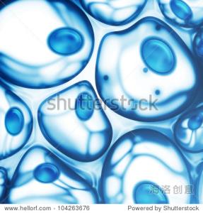 t细胞体外增殖 细胞增殖 细胞增殖-有丝分裂，细胞增殖-成体细胞增殖