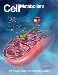 癌细胞 线粒体 Mol Cell刊发癌细胞“奴役”线粒体开启罪恶行径