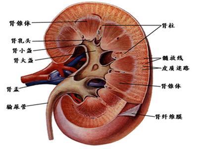 慢性肾炎早期症状表现 肾炎的早期症状 肾炎的表现有哪些