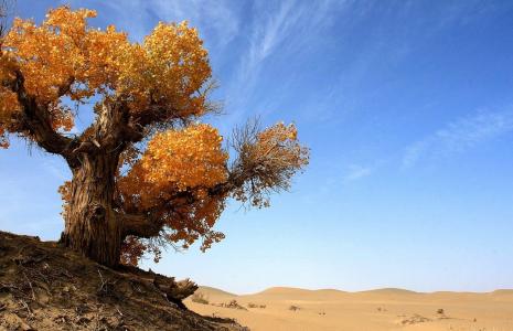 沙漠里的胡杨树 沙漠英雄――胡杨树