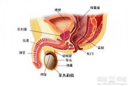 吃什么能预防前列腺 吃什么对前列腺炎好