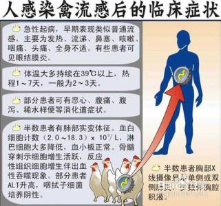 如何预防禽流感 个人如何预防禽流感