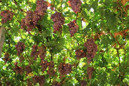 吐鲁番的葡萄熟了 大泽山的葡萄熟了