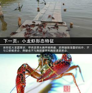 小龙虾的来历 小龙虾的来历 小龙虾的特征与分布范围（3）