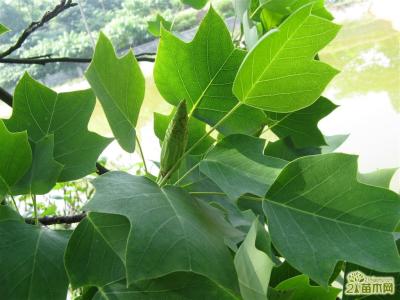 细菌的基本形态 鹅掌楸 鹅掌楸-基本简介，鹅掌楸-基本形态