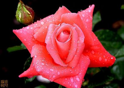 玫瑰的形态特征 保加利亚玫瑰 保加利亚玫瑰-形态特征，保加利亚玫瑰-产量价值