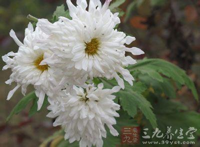 白菊花的功效与作用 白菊花的功效与作用 白菊花有哪些泡法