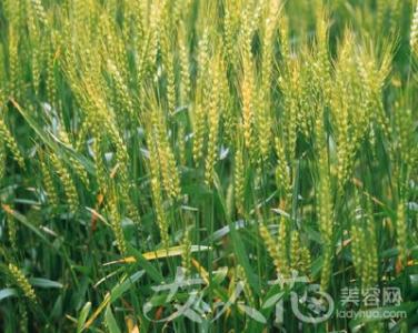 小麦形态特征 小麦 小麦-形态特征，小麦-主要品种