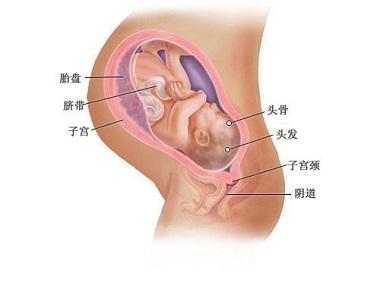 怀孕18周胎儿发育标准 怀孕18周 怀孕18周宝宝的发育情况
