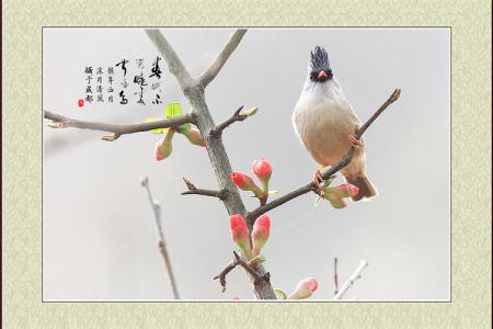 春眠不觉晓处处闻啼鸟 谈谈“春眠不觉晓，处处闻啼鸟”