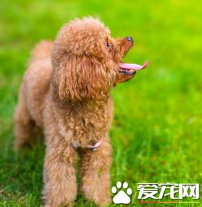 贵宾犬价格多少钱一只 贵宾犬价格贵宾犬多少钱