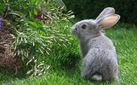 可爱的小灰兔短文 可爱的小灰兔