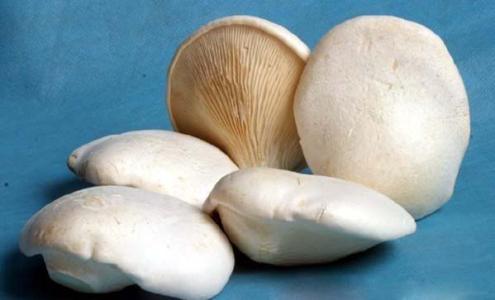 白灵菇多少钱一斤 白灵菇