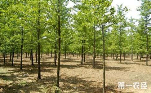 银杏树种植经济效益 银杏树种植技术