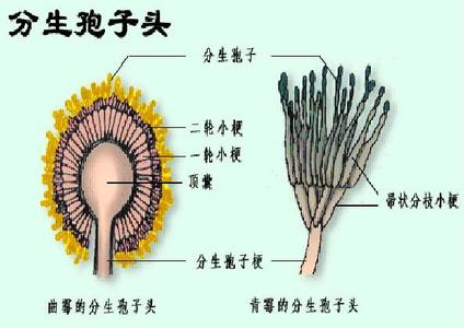 分生孢子盘 分生孢子盘 分生孢子盘-正文，分生孢子盘-相关词条