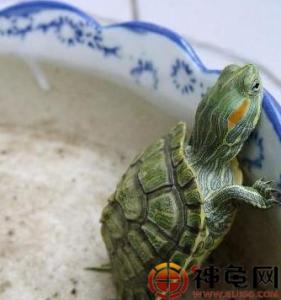 冬季乌龟的饲养方法 乌龟的饲养方法