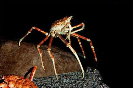 日本蜘蛛蟹多少钱一斤 日本蜘蛛蟹