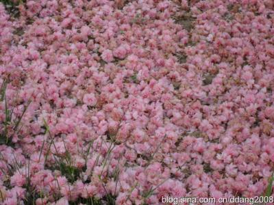 梦里花落知多少陈曦 梦里落花知多少