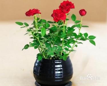 玫瑰花盆栽怎么养 玫瑰花怎么养好