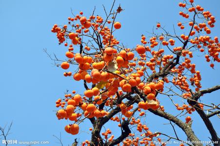 秋天的柿子树图片 秋天摘柿子200字